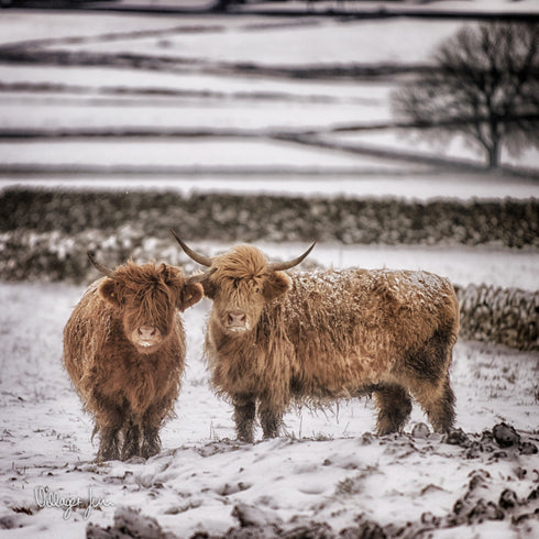 JUMBO ART - GINGERBREAD and ICING  - HUGE 1 Metre Square Canvas
